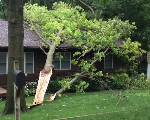 Tree Split in Winston-Salem NC