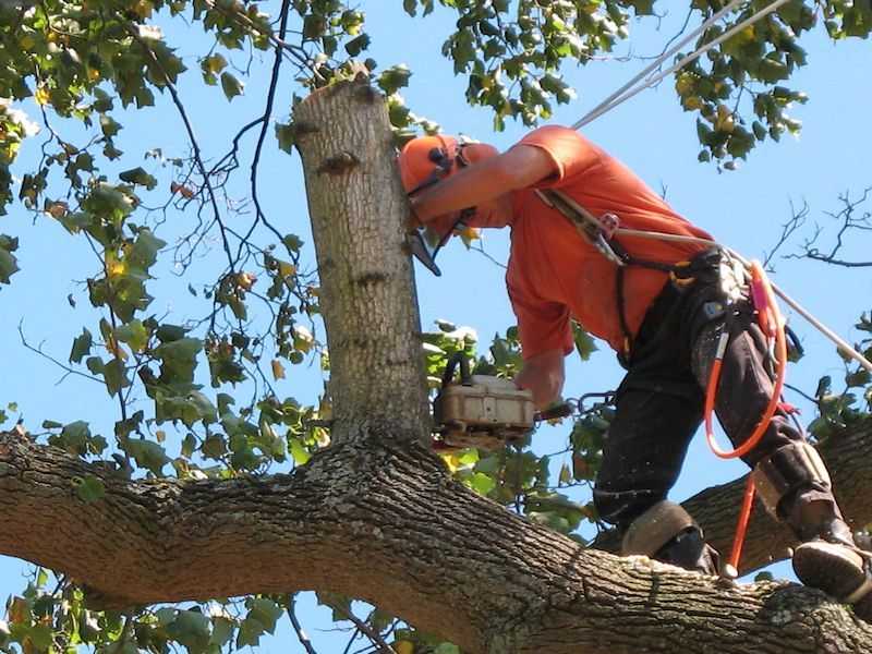 Tree Removal Winston-Salem NC