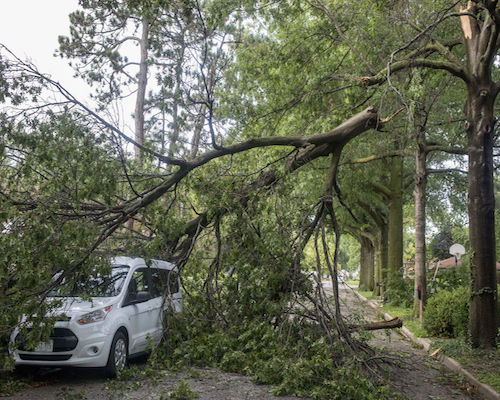 Emergency Tree Storm Damage in Winston-Salem