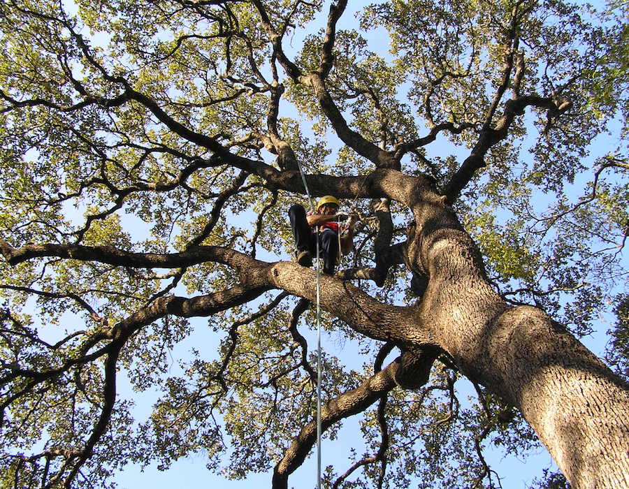 Tree Trimming Service in Winston-Salem NC