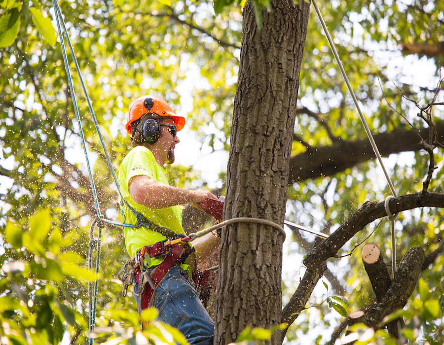 Tree Trimming Winston-Salem NC